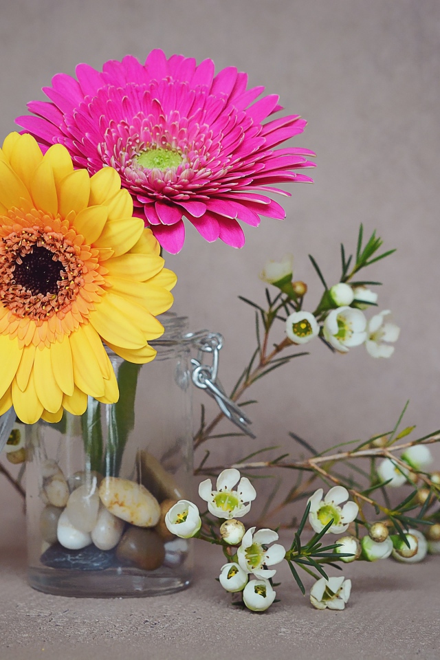 Два цветка герберы с белыми на сером фоне