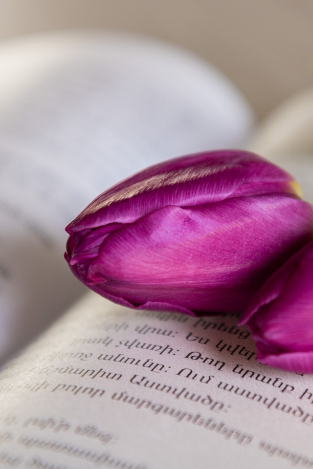Два сиреневых тюльпана лежат на книге