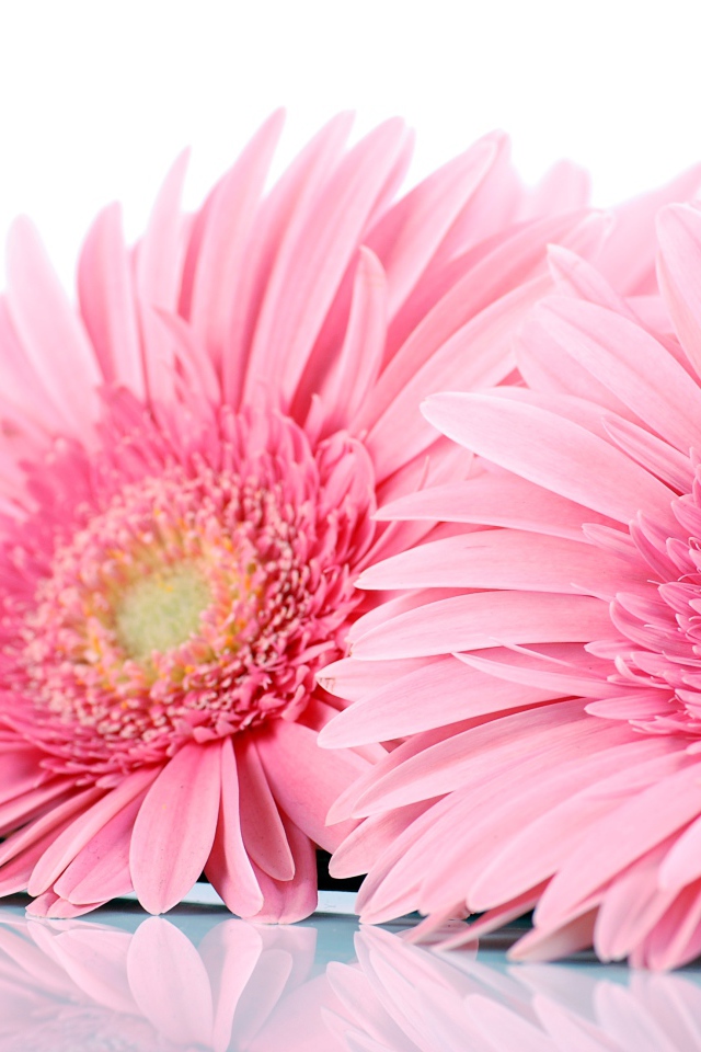Два розовых цветка герберы на белом фоне