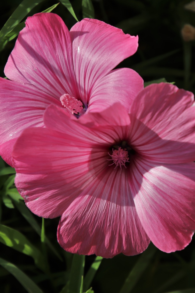 Два розовых цветка лавантеры в траве