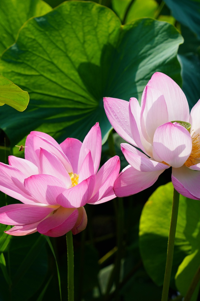 Два розовых цветка лотоса в зеленых листьях