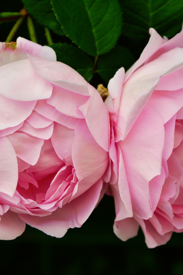 Два цветка розовой розы крупным планом