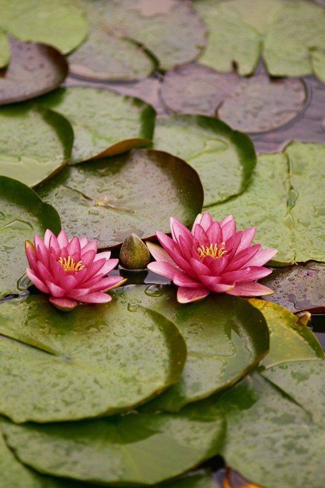 Две розовые водяные лилии с бутонами и зелеными листьями в пруду 
