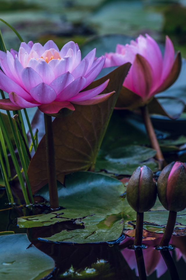 Два розовых цветка водяной лилии с бутонами в воде