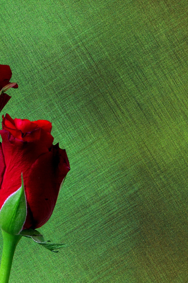 Две красные английские розы на зеленом фоне