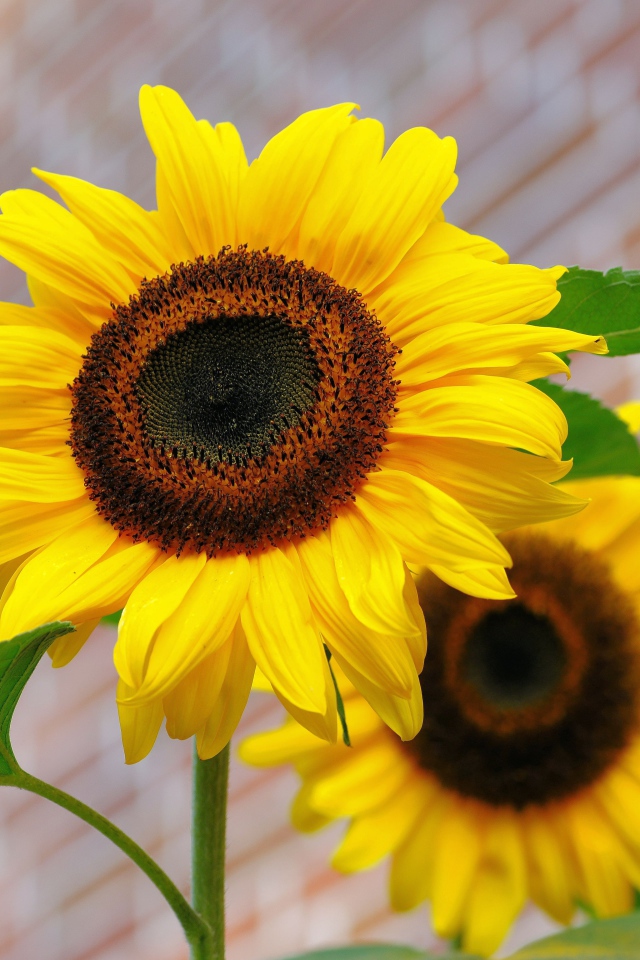 Два цветка подсолнуха на фоне стены