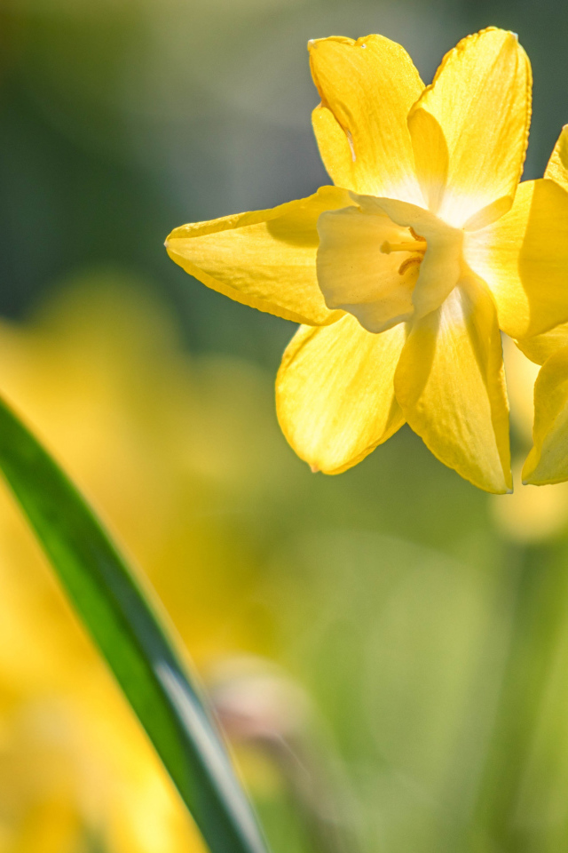 Два нежных весенних нарцисса на клумбе