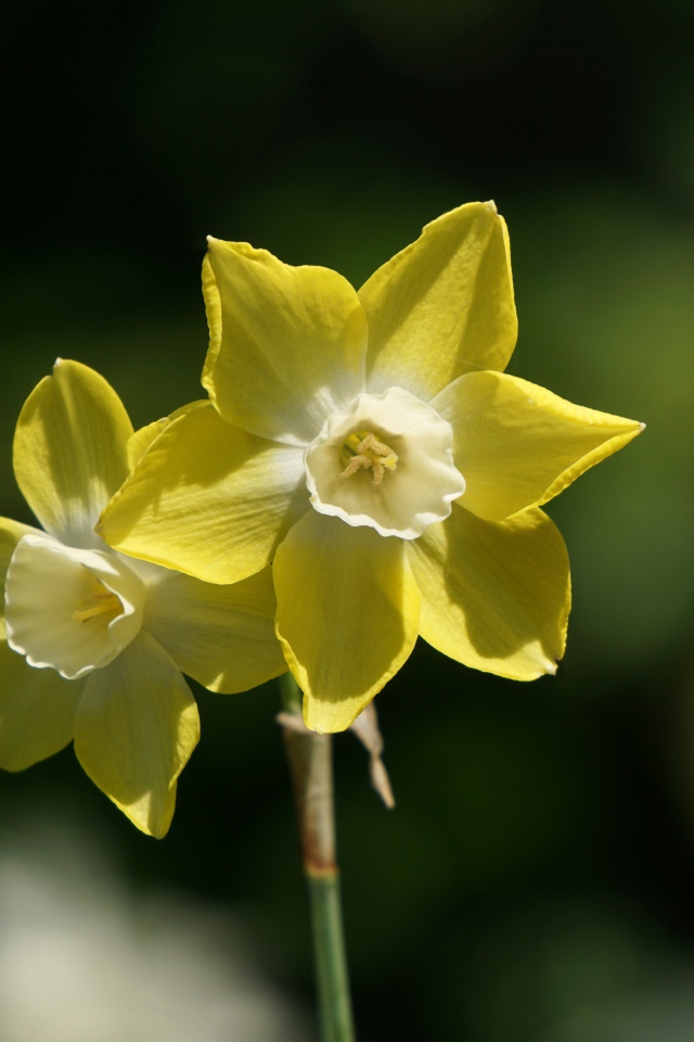 Два желтых цветка нарцисса крупным планом