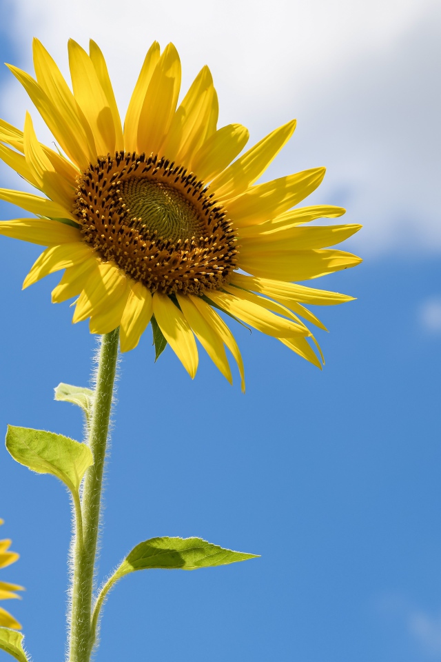Два желтых подсолнуха на фоне голубого неба с белыми облаками 