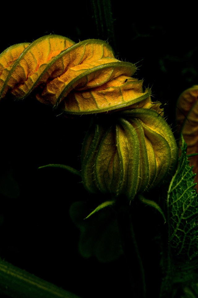 Нераспустившийся цветок тыквы на черном фоне