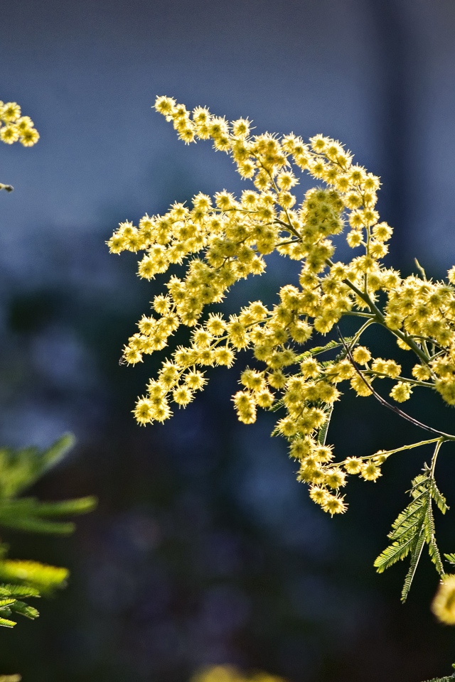 Теплые ветки мимозы в лучах солнца
