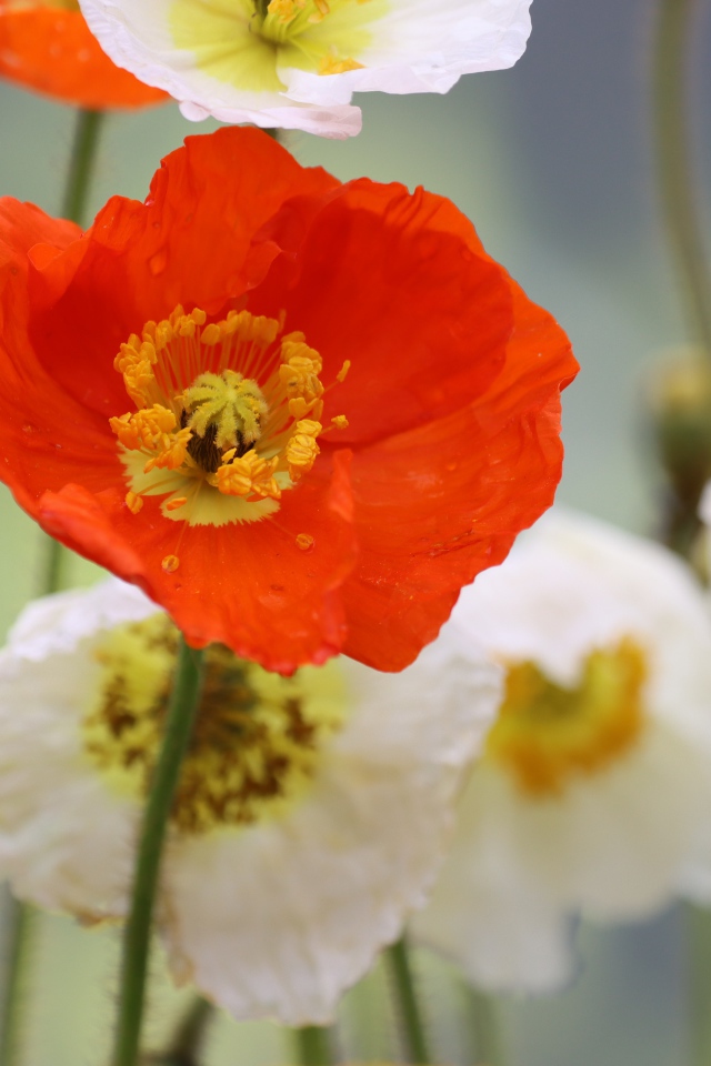 Белые и красные маки крупным планом