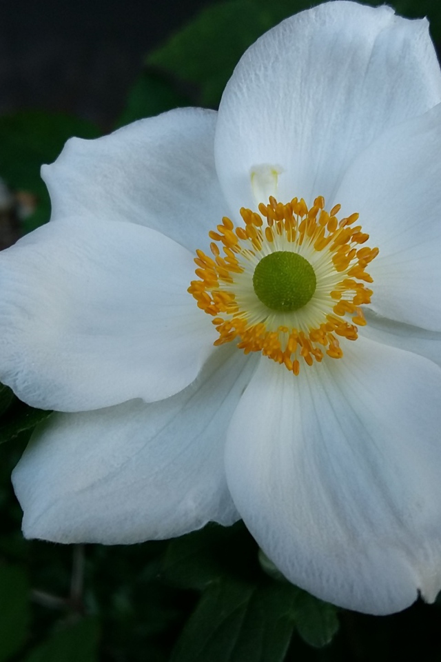 Белый цветок анемона с бутонами крупным планом