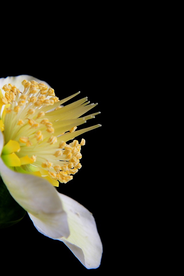 Белый цветок анемоны боком на черном фоне 