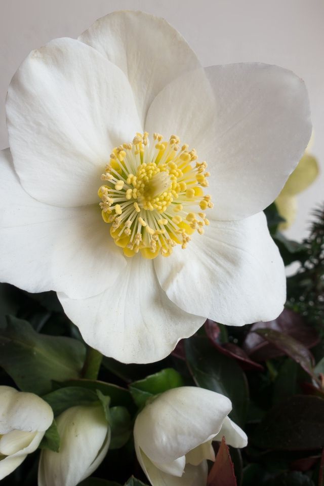 Белый цветок анемоны с бутонами