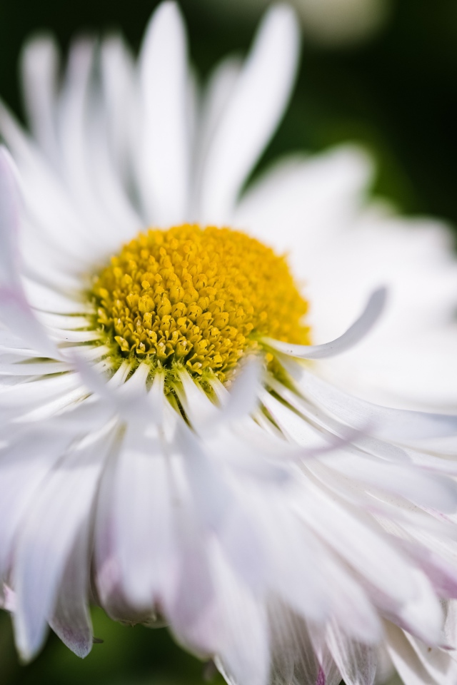 Белый цветок астры крупным планом 