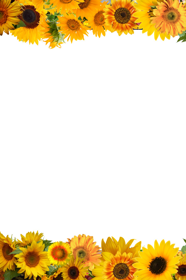 Белый фон с желтыми подсолнухами 