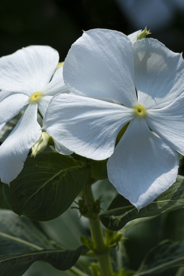 Белые красивые цветы Катарантус