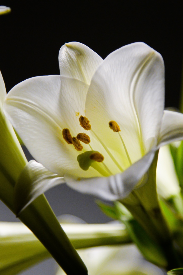 Белые красивые лилии с бутонами на черном фоне 