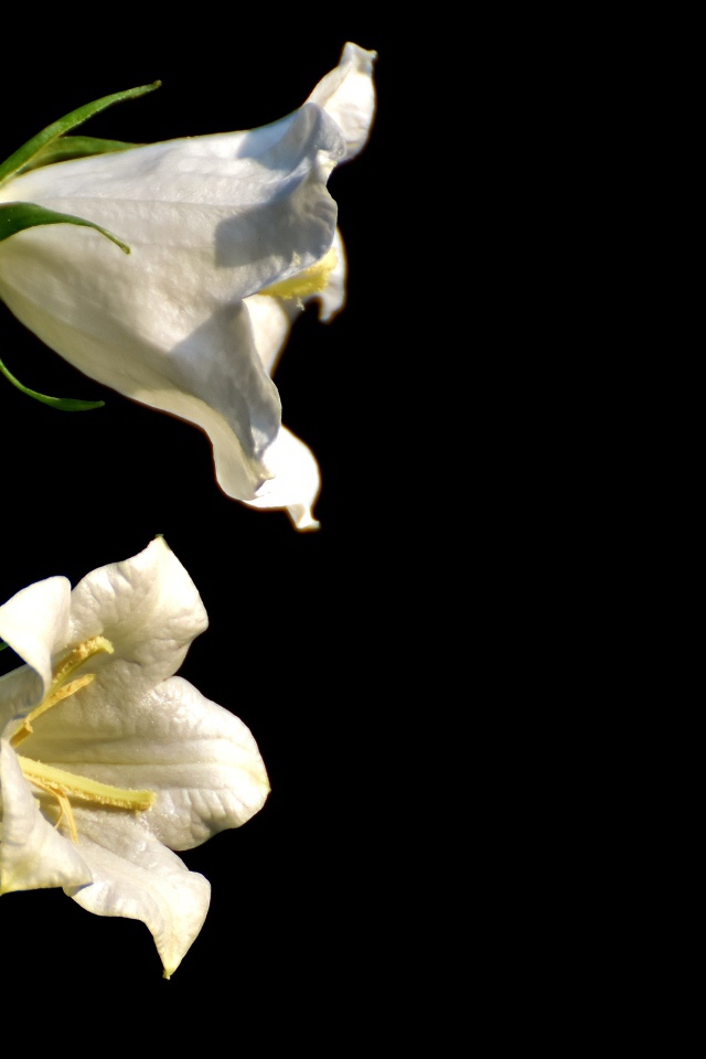 Белые цветы колокольчика на черном фоне