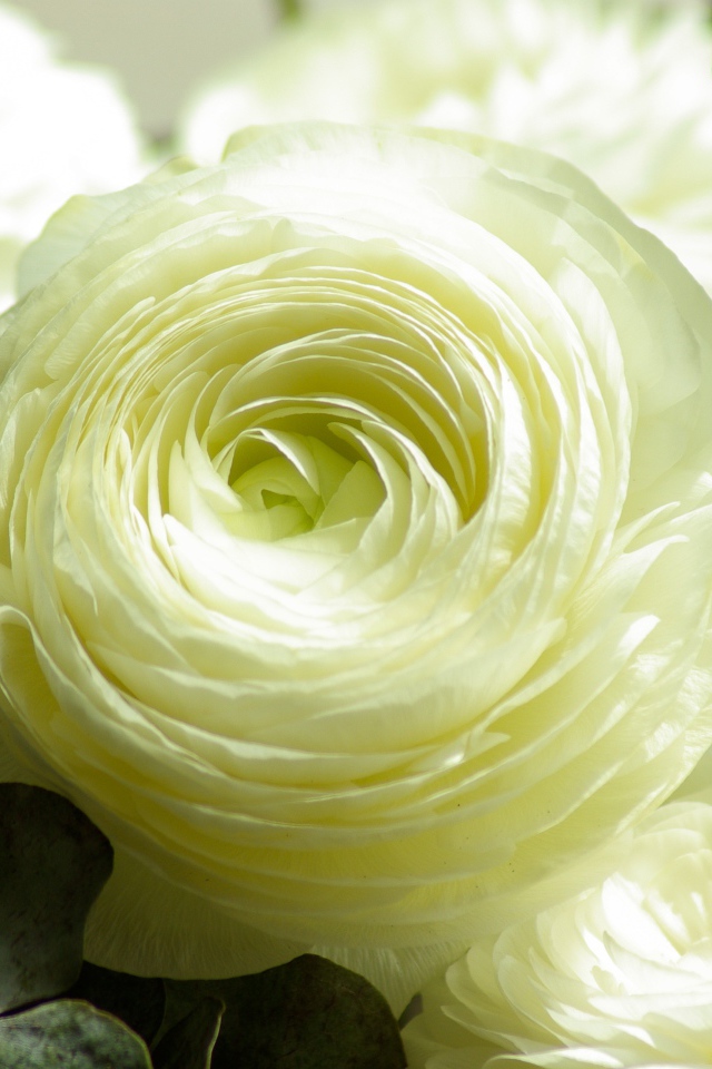 Белые цветы лютика крупным планом