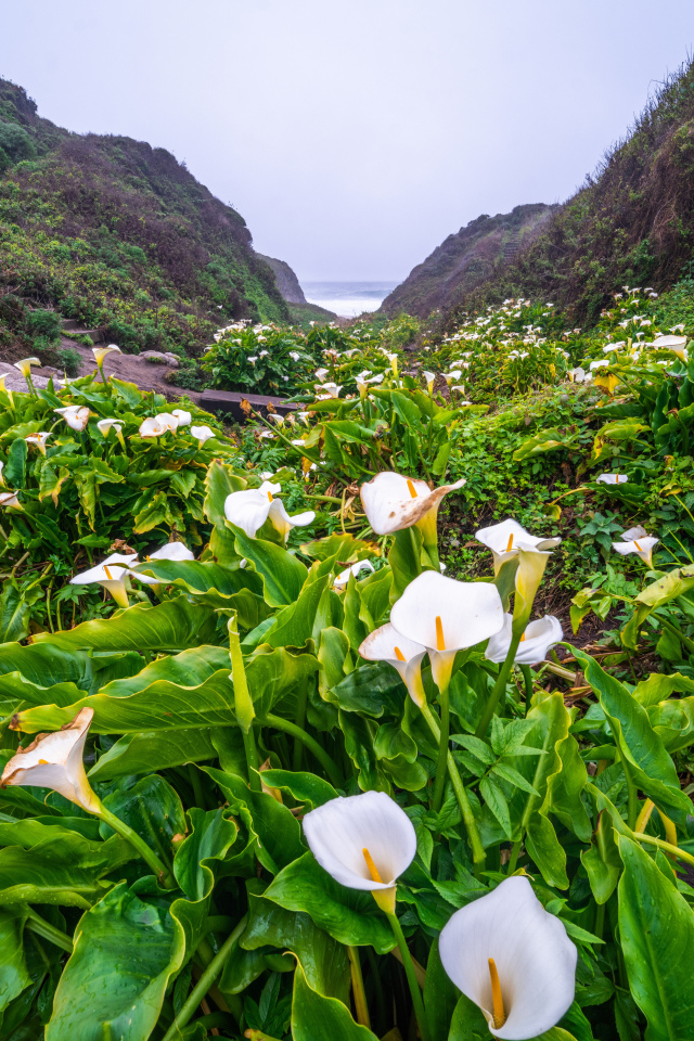 Белые цветы каллы с большими зелеными листьями