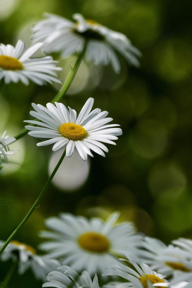 Белые цветы ромашки растут на клумбе 