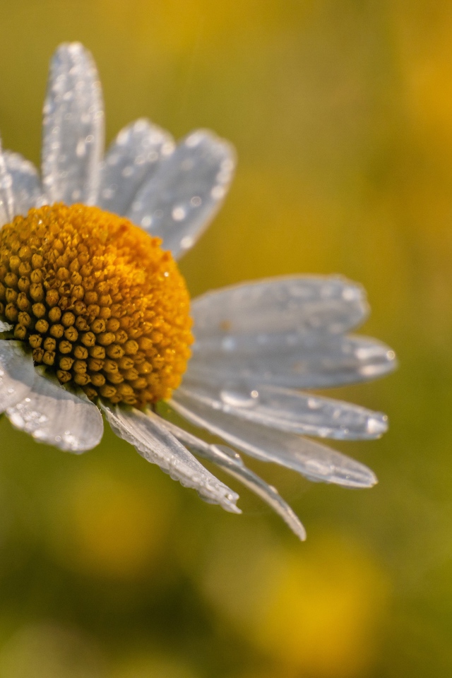 Лепестки белой ромашки в каплях росы