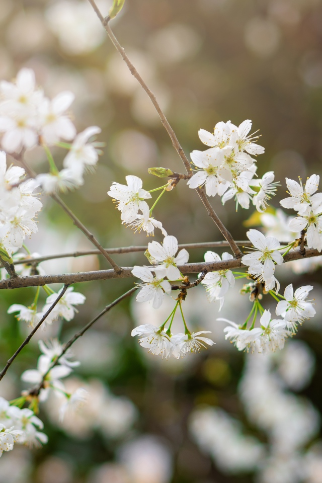 Белые цветы вишни на тонкой ветке