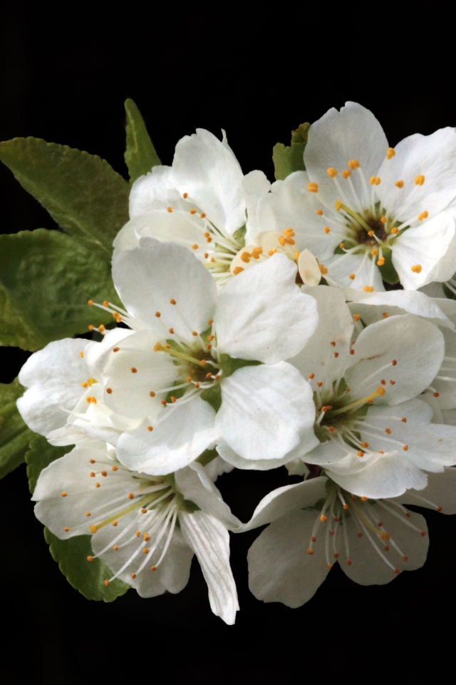 Белые цветы вишни на черном фоне