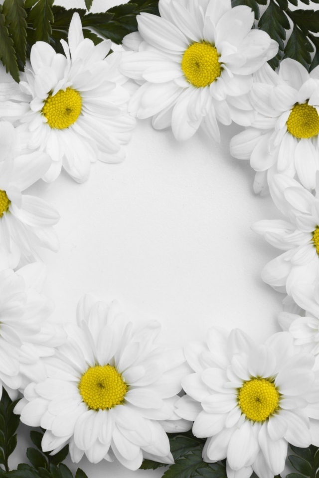 Белые цветы хризантемы с зелеными листьями на белом фоне 