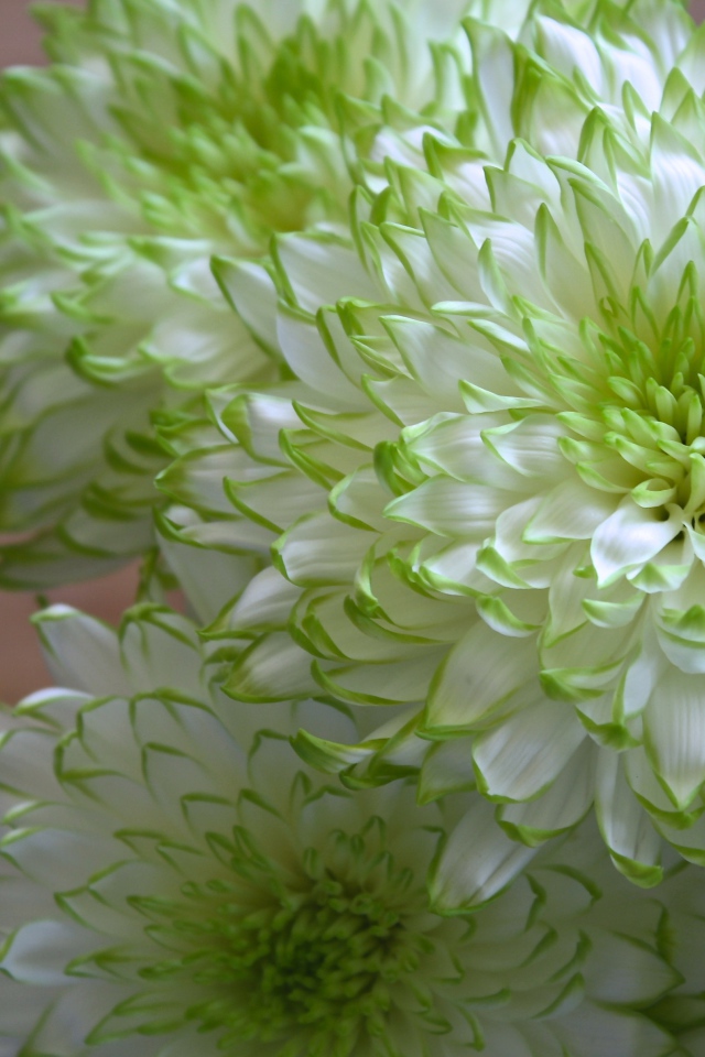 Белые хризантемы с зелеными краями на лепестках 