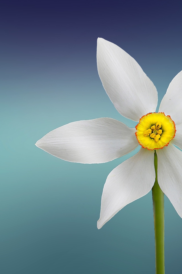 Белый цветок нарцисса на голубом фоне крупным планом