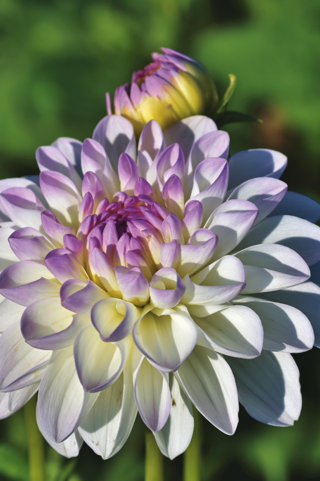 Белый цветок георгина с фиолетовой серединкой