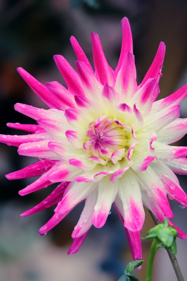 Белая георгина с розовыми лепестками