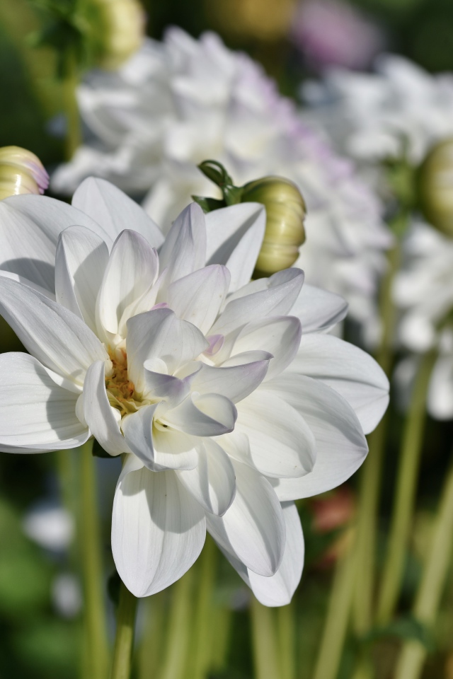 Белые георгины с бутонами в лучах солнца на клумбе