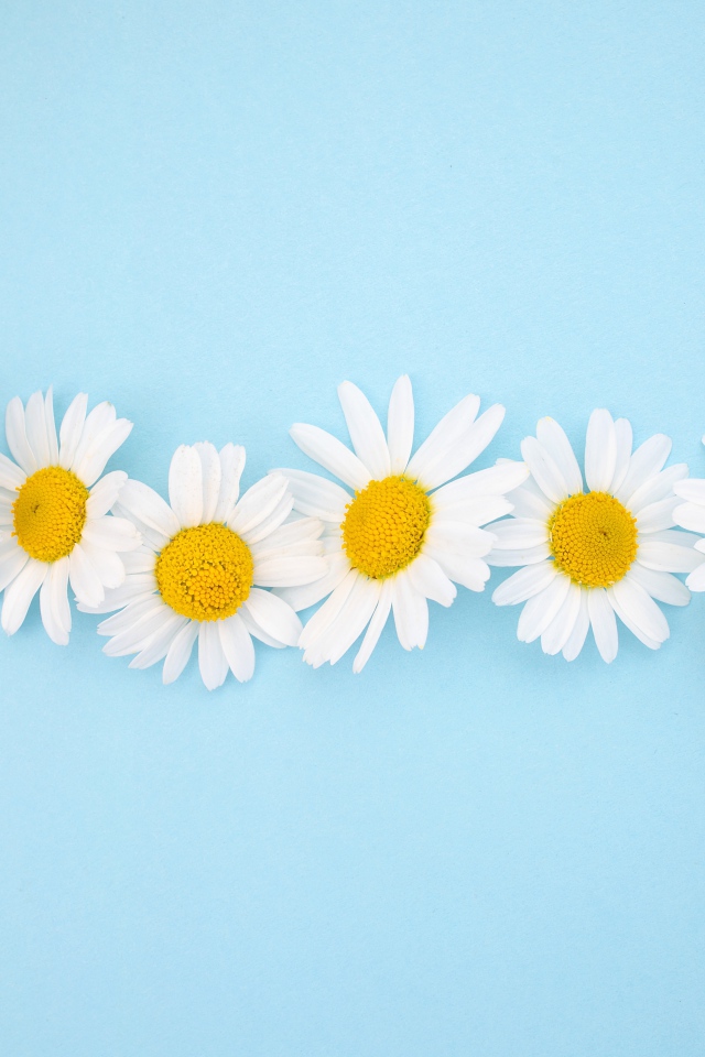 Белые ромашки с желтой серединкой на голубом фоне 