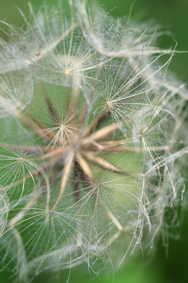 Белые семена одуванчика крупным планом