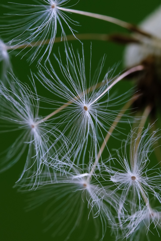 Белые семена одуванчика на зеленом фоне 