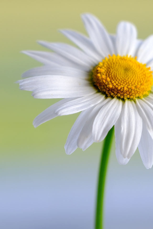 Белые нежные лепестки с желтой серединкой у цветка ромашки