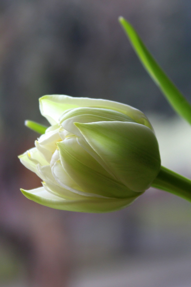 Белый нежный тюльпан с зелеными листьями крупным планом