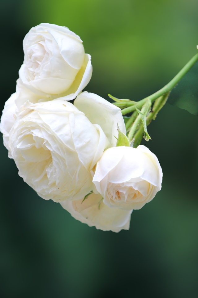 Белые цветы плетущейся розы