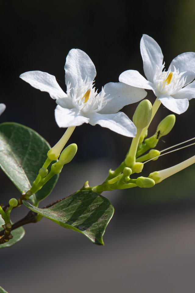 Белые цветы с бутонами и зелеными листьями на ветке 