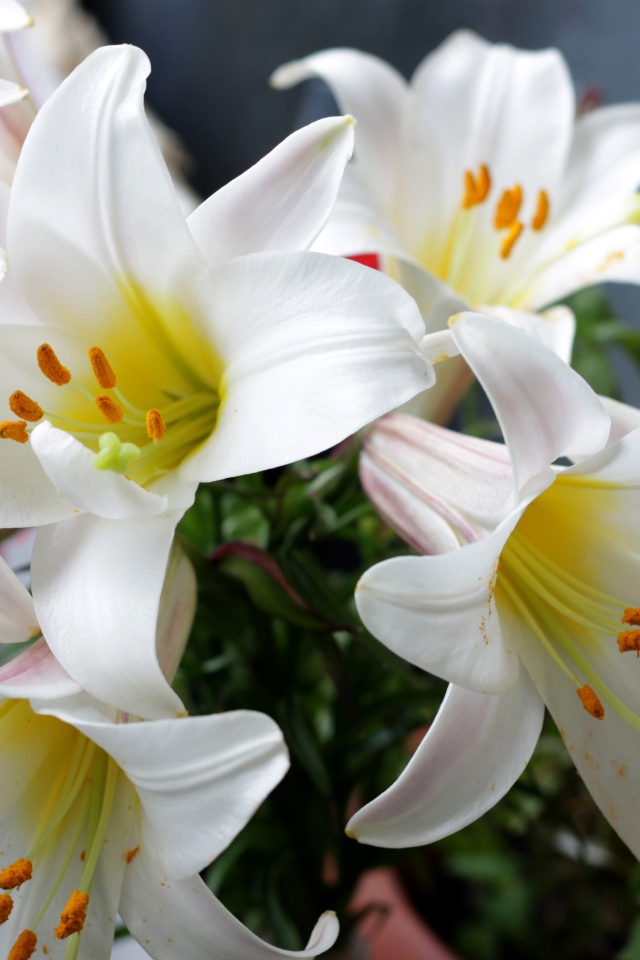 Белые садовые лилии в букете