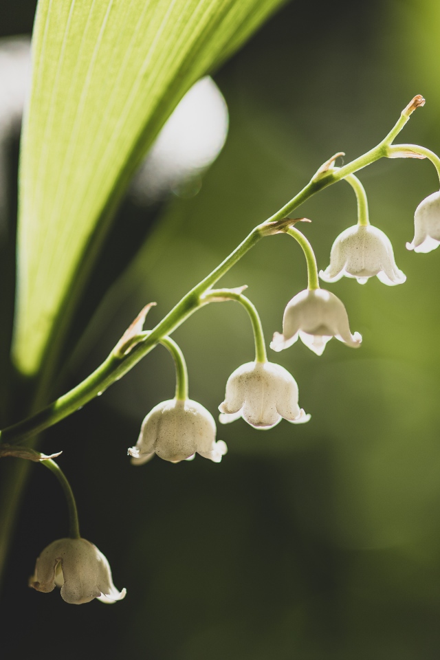 Белые ландыши с зелеными листьями