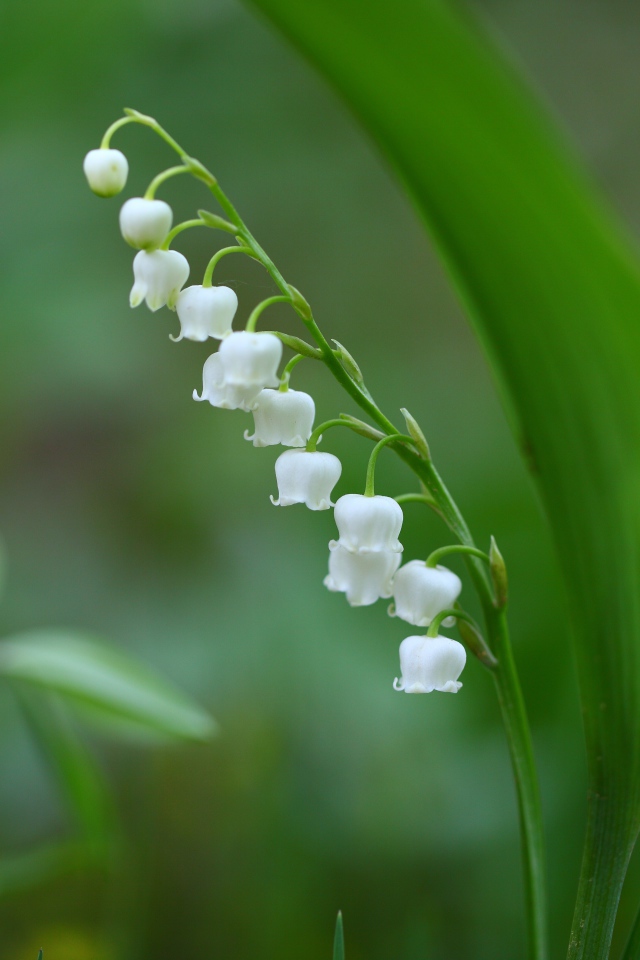 Белый цветок ландыша на зеленом фоне