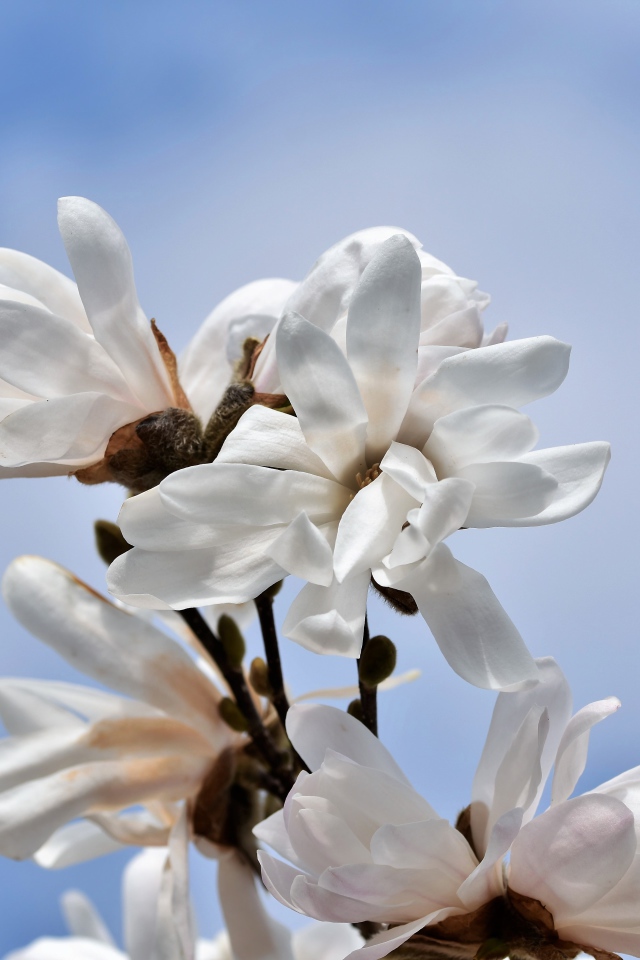 Белые цветы магнолии на голубом фоне