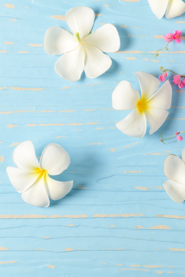 Белые цветы плюмерии на голубом фоне