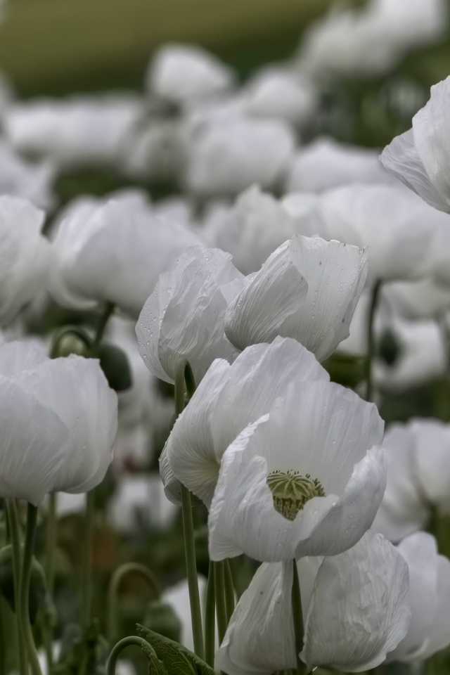 Белые маки с бутонами крупным планом