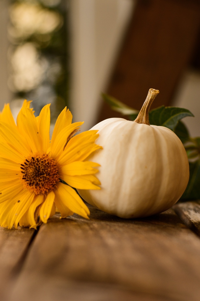 Белая тыква с желтым цветком на лавке 